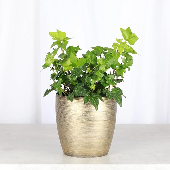 Thorsen's Greenhouse Live Green English Ivy Plant, Hedera Helix, Natural Air Purifier, Easy to Grow, Live Indoor Houseplant, 4" Diameter Pot (Gold)
