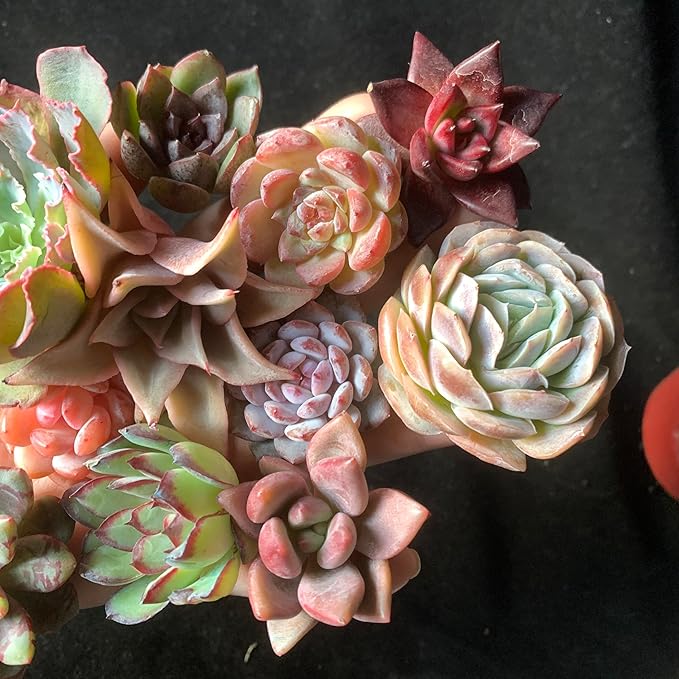 24pcs Succulents Plants Live – Easy Care Bare Root Succulent, Low Maintenance Mini Succulents for Indoor Outdoor Decor, Home Office & Garden, Gift Set for Plant Lovers