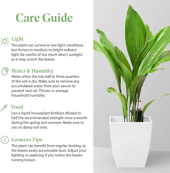 American Plant Exchange Cast Iron Plant – Live 10-Inch Potted Evergreen, Hardy Low-Light Houseplant, Drought-Tolerant & Easy-Care Foliage Plant for Home, Office & Shade Gardens