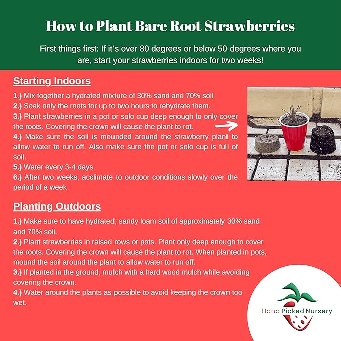 Earliglow Strawberry Plants from Hand Picked Nursery - Easy to Grow June Bearing Variety - Bare Root Strawberry Plants (15)
