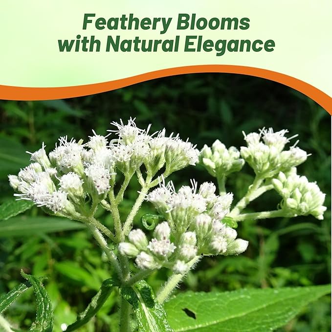 Outsidepride Boneset Eupatorium Seeds - 10000 Pcs Easy to Grow, Non-Invasive Perennial Flower Seeds for Planting for Pollinator Gardens, Flood Plains, Swamps, Bogs, or Stream Banks
