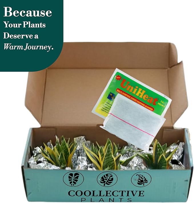 CoollectivePlants Aglaonema Katrina – Aglaonema Live Plant in 4” Grower’s Pot, Chinese Evergreen Plant Live, Green and Pink Variegated Foliage, Includes UniHeat Pack for Winter Protection