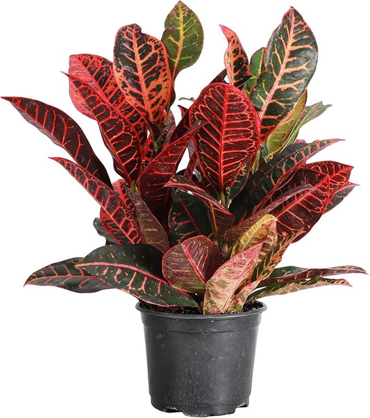 Thorsen's Greenhouse Live Petra Croton Plant, Codiaeum Variegatum, Colorful Foliage, Live Indoor Houselant (Nursery Pot, 6-inch Pot)