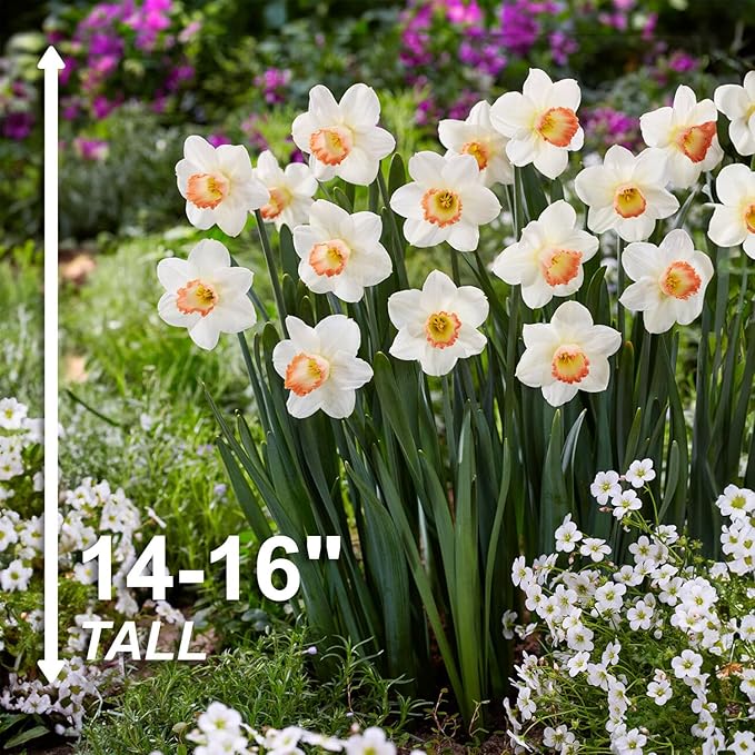 Garden State Bulb Narcissus Large Cupped Pink Charm Daffodil Flower Bulbs, 16/18cm, Fall Planting (Bag of 100)