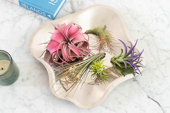 Purple Colorful Tillandsia Air Plants - Long Lasting Color Enhanced Live Tillandsia Succulent House Plants - Home and Garden Decor - Easy Care Indoor and Outdoor (Argentea Thin, Single)