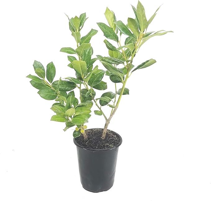 Ilex Nellie R. Stevens Holly - 1 Live Quart Size Tree - Evergreen Privacy Shrub - Red Berries