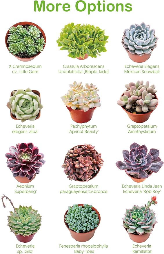 4" Live Succulent Plants Aeonium 'Dark Sea', Easy Care Potted Succulents, Indoor Houseplant, Unique Gifts, Home Office Décor