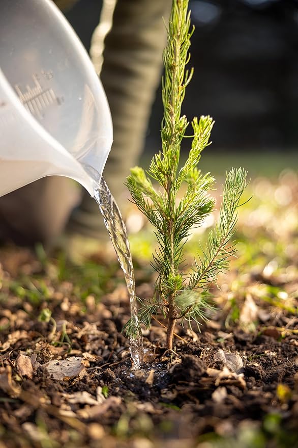 Norway Spruce Tree Seedling Plugs | 6"-12" | Arbor Day Foundation (5-Pack)