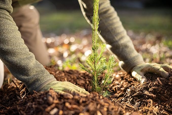 Colorado Blue Spruce Tree Plug Seedlings | 6"-12" | Arbor Day Foundation (5-Pack)