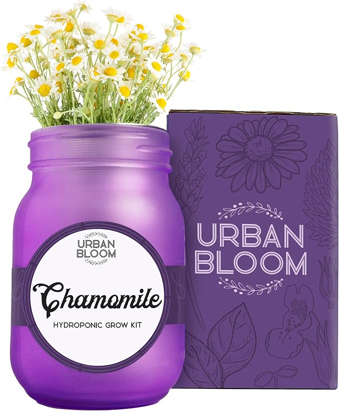 Hydroponic Chamomile Flower Growing Kit - Indoor Garden System in a Mason Jar - Plant Hydroponic Growing System for Fresh Chamomile