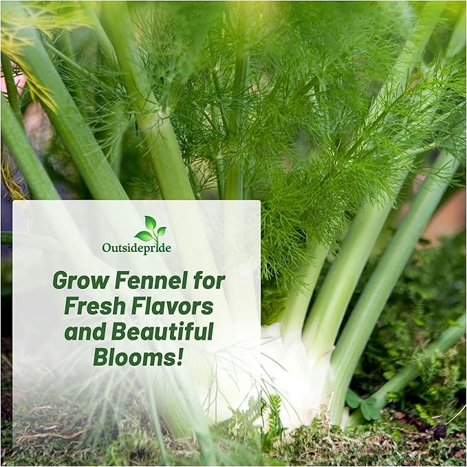 Outsidepride 1/4 lb. Annual Foeniculum Vulgare Fennel Herb Garden Seeds for Planting