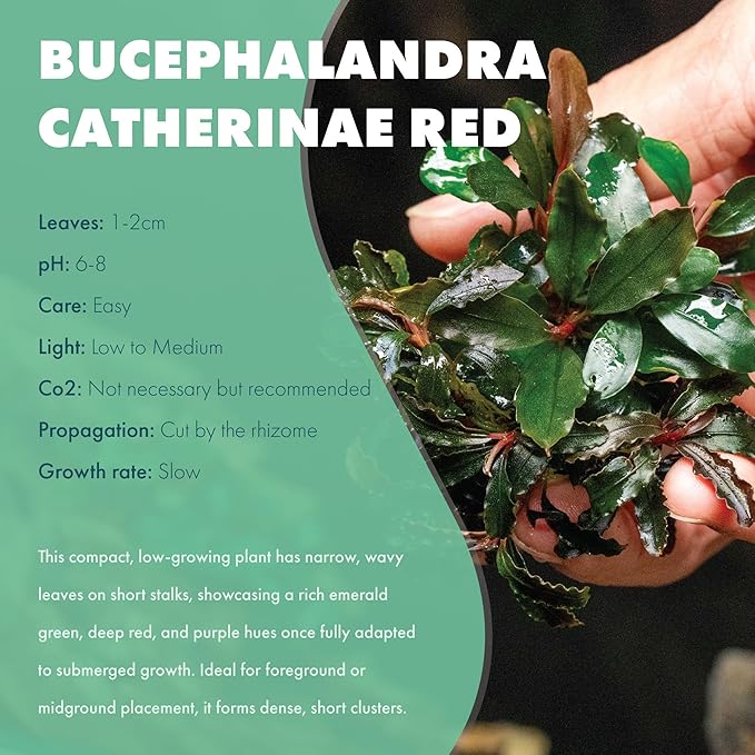 SubstrateSource Live Plants - Bucephalandra Catherine Red - Low Light, Dark Green to Red Accent for Foreground to Midground Freshwater Aquarium Aquascaping - Pot