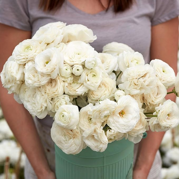 Eden Brothers Ranunculus Bulbs - White