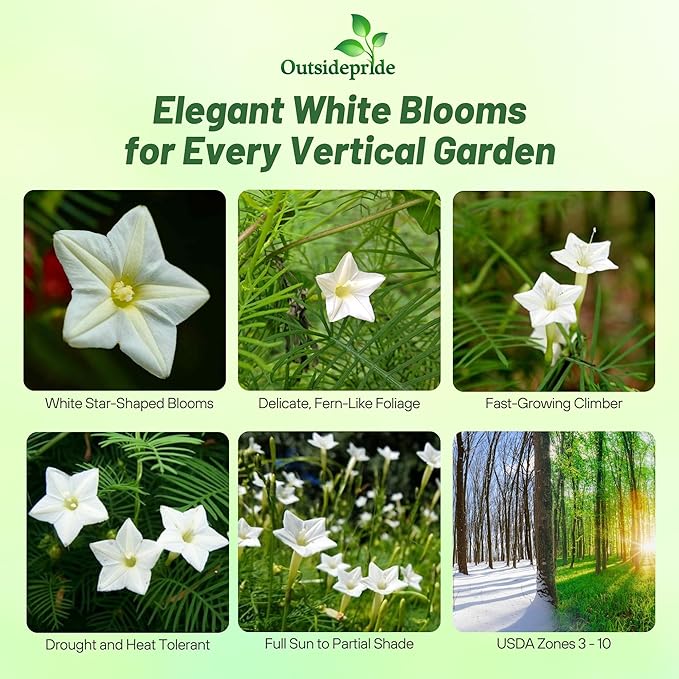 Outsidepride White Cypress Vine Seeds - 200 Pcs Annual Flower Seeds with Nectar-Rich, Star-Shaped Flowers & Feathery, Fern-Like Leaves for Fences, Trellises, Pergolas & Vertical Gardens