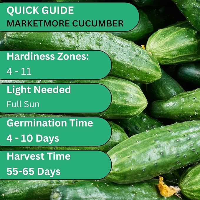 Marketmore 76 Cucumber Seeds for Planting - Heirloom Cucumber Seed Pack - Non-GMO, Crisp Texture Pickling Cucumbers for Planting Indoors or Outdoors - Vegetables Seeds for Planting