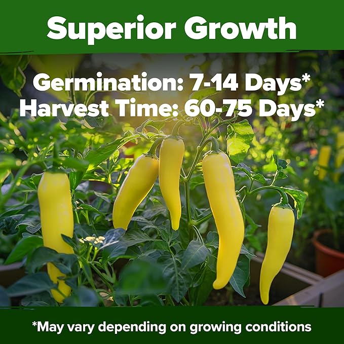 HOME GROWN Banana Pepper Seeds Pack – 94 Heirloom Vegetable Seeds – High Germination Sweet Peppers for Planting Indoors or Outdoor Garden (Capsicum annuum) (1pack)