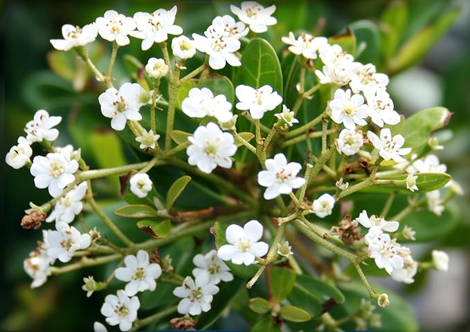 Viburnum Densa | 40 Live Plants | Viburnum Obovatum 'Densa' | Compact Evergreen Shrub | Low-Maintenance Privacy Plants for Landscaping