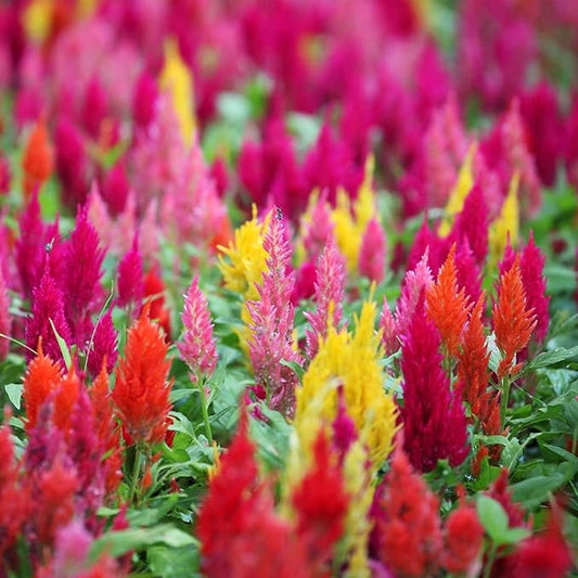 Plumed Castle Series Celosia Mix ~50 Seeds – Annual, Non-GMO, Ornamental Flower Seeds – Heat Tolerant, Compact 10–16" Plants – Great for Beds, Borders, & Containers – Vibrant Colors