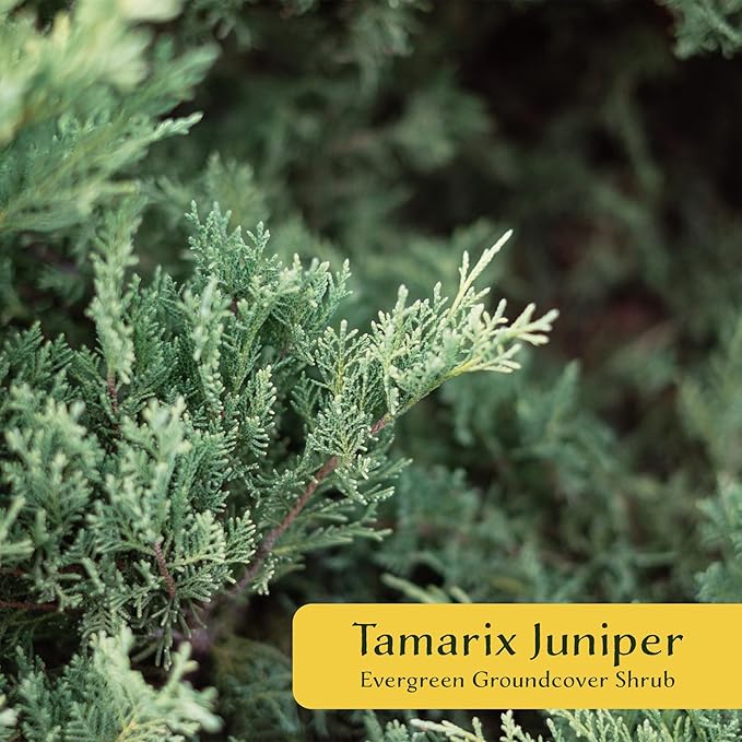 4 Tamarix Juniper in 3.5" Nursery Cubes | Juniperus Sabina ‘Tamariscifolia’ | Dense, Low-Maintenance Evergreen Shrub with Fine, Feathery Foliage | Ready-to-Plant Live Starters