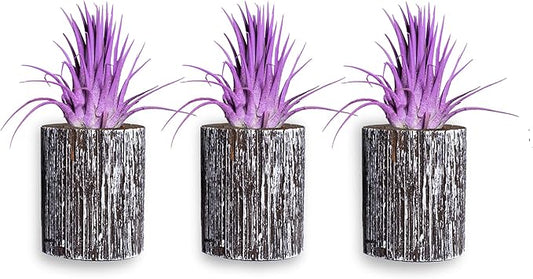 Air Plants - Tillandsia Ionantha - Organically Enhanced Color - Live Arrival Guaranteed - House Plants for Home Decor & Gift (3pk Lavender + White Barrels)
