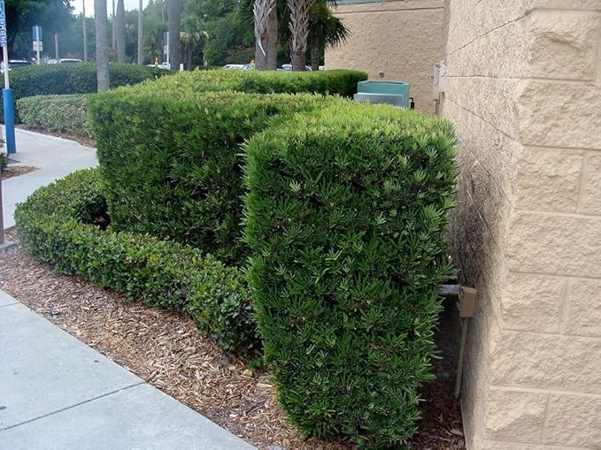 Podocarpus Japanese Yew | 30 Live Plants | Podocarpus Macrophyllus | Evergreen Shrub, Low Maintenance, Drought Tolerant, Privacy Screen Landscaping, Fast Growing, Ornamental Foliage