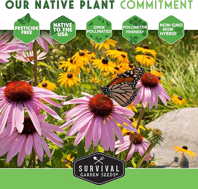 Survival Garden Seeds - Bergamot Herb (Bee Balm) Seed for Planting - 5 Packets with Instructions to Grow Monarda Fistulosa Wildflowers in Your Home Vegetable Garden - Non-GMO Heirloom Variety