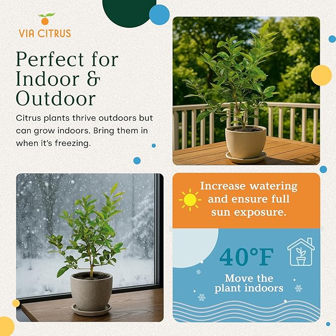 Persian Lime Plant Fruit Trees 18-22" Tall - Fruit Live Trees Plants, Outdoor Plants, Citrus Tree Pots for Housewarming Gift, Persian Garden, Cannot Ship: CA,AZ,TX,LA, Indoor Tree Live by Via Citrus