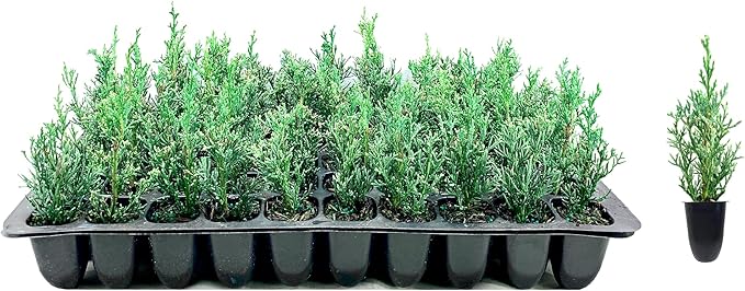Florida Foliage Italian Cypress Tree | 10 Live Seedlings Cupressus Sempervirens Formal Elegant Mediterranean Style Plants, Green