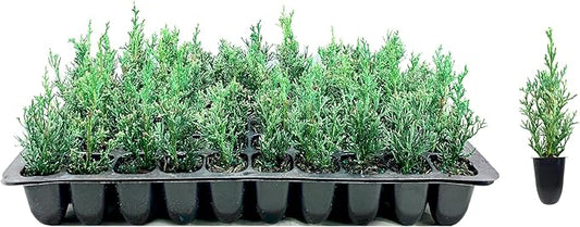 Florida Foliage Italian Cypress Tree | 10 Live Seedlings Cupressus Sempervirens Formal Elegant Mediterranean Style Plants, Green