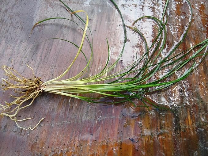 New and Healthy Standard MONDO GRASS -- 100 bare-root starts -- Border Plant -- Groundcover