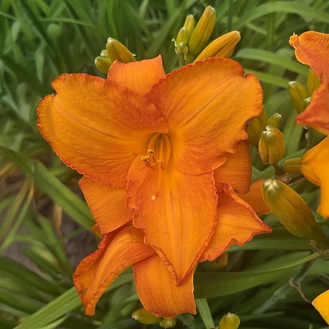 Mauna Loa Daylily Flower Bulbs – Tropical Orange Blooms – Drought-Tolerant, Rabbit-Resistant Perennial for Sun-Filled Gardens (Zones 3–9) Fall Planting Spring Blooming
