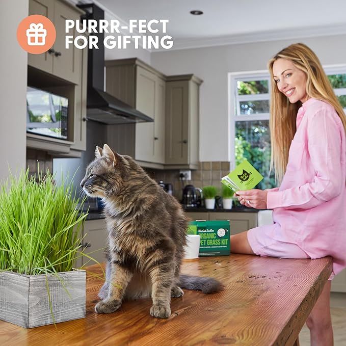 The Cat Ladies Cat Grass Kit with White Rustic Wooden Planter, Organic Cat Grass Seeds and Soil. Easy to Grow for Indoor Cats. Prevent Hairballs and Aid Digestion