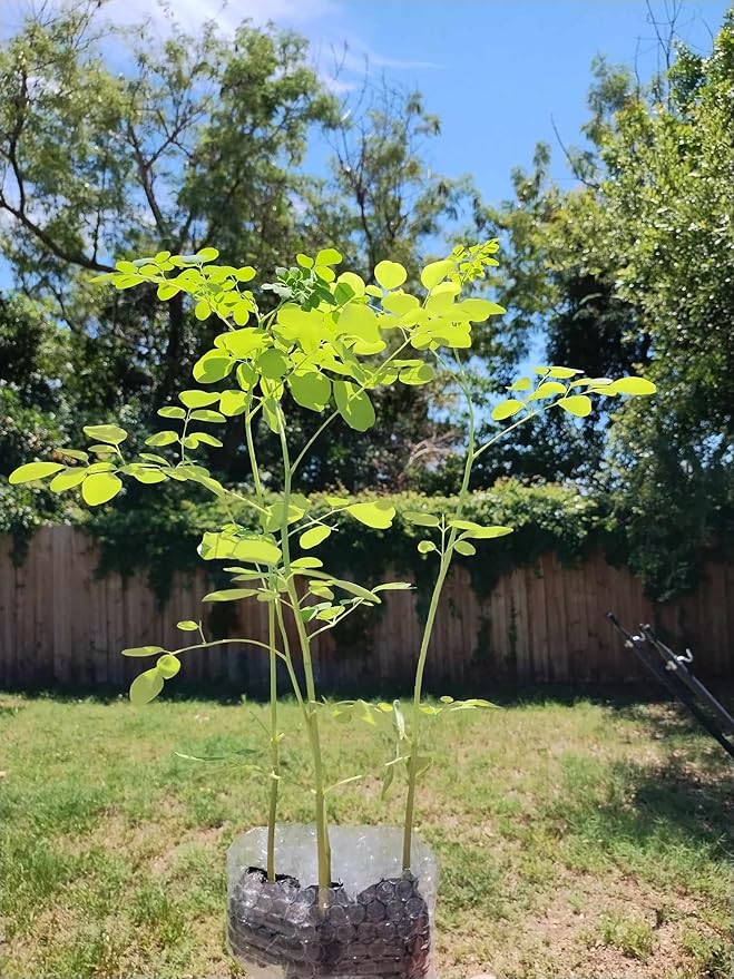 Moringa Tree 2 Live Moringa Plants with Free Moringa Seeds - Drumstick Tree - Miracle Tree - Malunggay - Non-GMO - Organically Grown - Herb