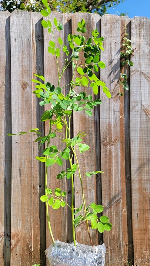 Moringa Tree 2 Live Moringa Plants with Free Moringa Seeds - Drumstick Tree - Miracle Tree - Malunggay - Non-GMO - Organically Grown - Herb