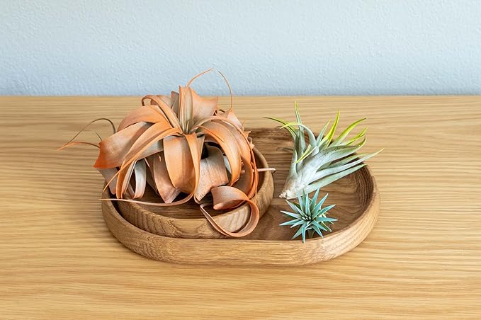 5 Assorted Colorful Air Plants Variety Pack - Vibrant Color Enhanced Tillandsias - Live Tillandsia Succulent House Plants - Wholesale and Bulk - Home and Garden Decor - Easy Care Indoor/Outdoor Plant