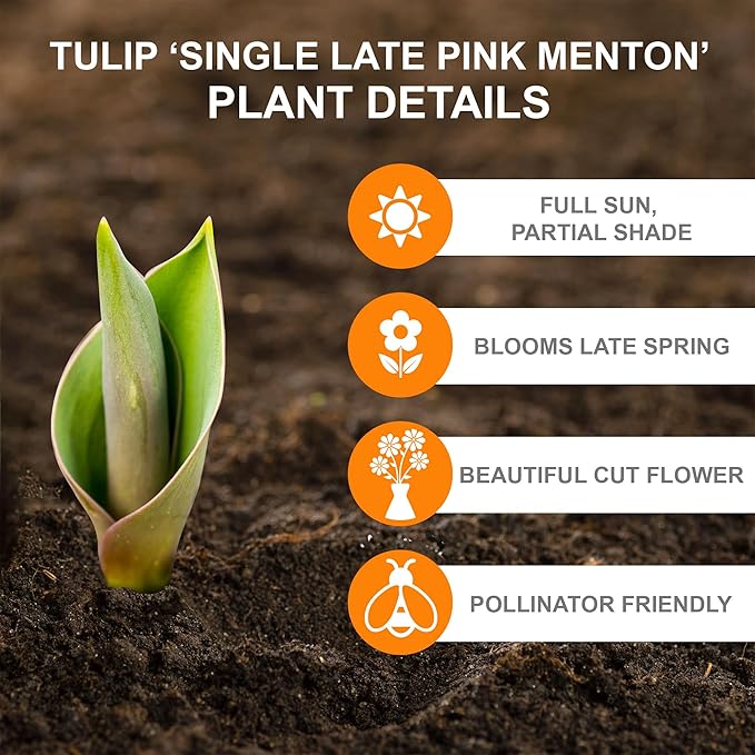 Garden State Bulb Single Late Pink Menton Tulip Flower Bulbs, 12/+ cm, Fall Planting (Bag of 50)