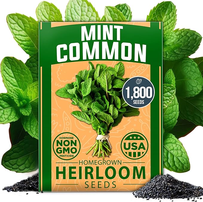 HOME GROWN Common Mint Seeds (Bulk Pack) 1,800 Non GMO Heirloom Herb Seeds, USA Sourced | Ideal for Planting Outdoors or Indoors for a Fresh Mint Tea Garden (Mentha spp)