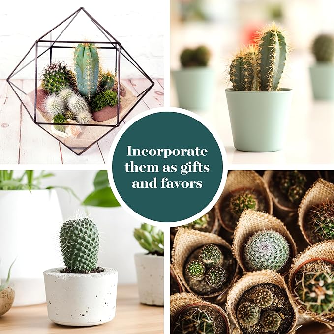 Shop Succulents | Can't Touch This Collection | Assortment of Hand Selected, Fully Rooted Live Indoor Cacti Plants, 5-Pack