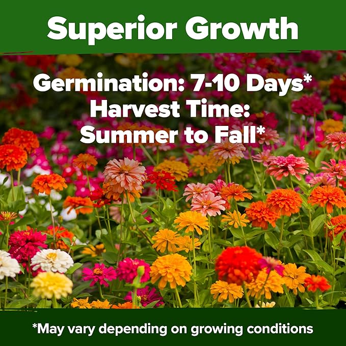 HOME GROWN Zinnia Dahlia Seeds Pack for 2026 – 524 Non GMO Flower Seeds | Vibrant Zinnia Elegans for Pollinator Gardens, Borders & Containers | Easy-to-Grow Outdoor Blooms
