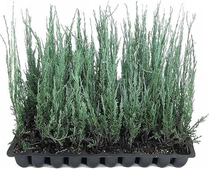 Blue Arrow Juniper | 3 Live Plants | Juniperus Scopulorum | Fast Growing Privacy Screen, Outdoor Evergreen Shrub, Narrow Columnar Shape, Low Maintenance Landscape, Drought Tolerant