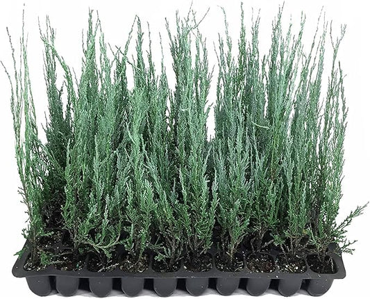 Blue Arrow Juniper | 3 Live Plants | Juniperus Scopulorum | Fast Growing Privacy Screen, Outdoor Evergreen Shrub, Narrow Columnar Shape, Low Maintenance Landscape, Drought Tolerant