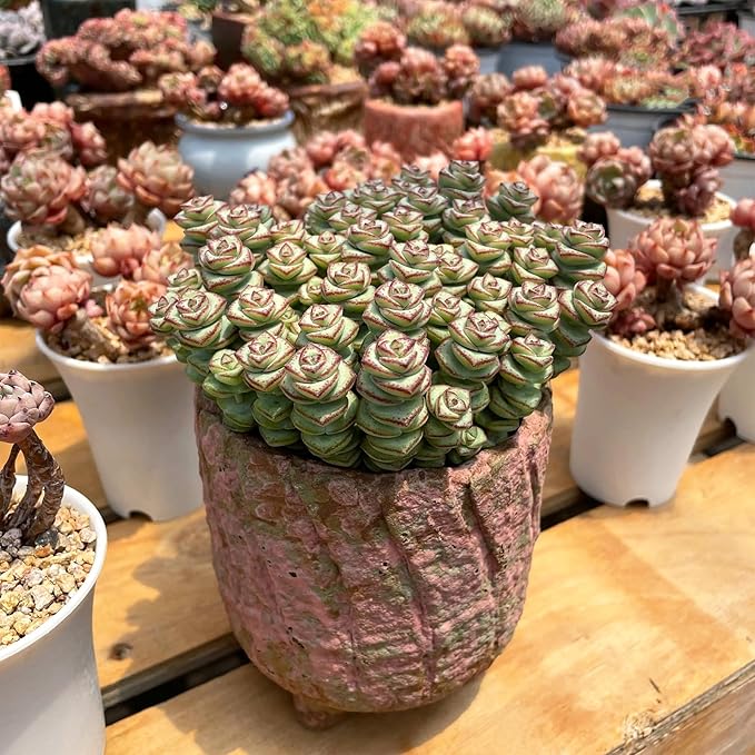 4" String of Buttons in Green Stripe Pot, Live Crassula 'Baby's Necklace' Trailing Succulent, Rare House Plant for Home Office Wedding Hanging Decoration, DIY Projects, Party Favor