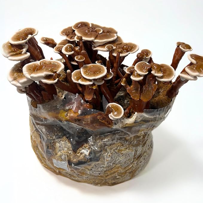 Mycelium 6 LB Mushroom Growing Kit | All-in-One CVG Substrate & Millet Grain | Grow Dung-Loving Mushrooms Like Magic Right in The Bag | Pre-Sterilized with Injection Port - Just Add Liquid Culture