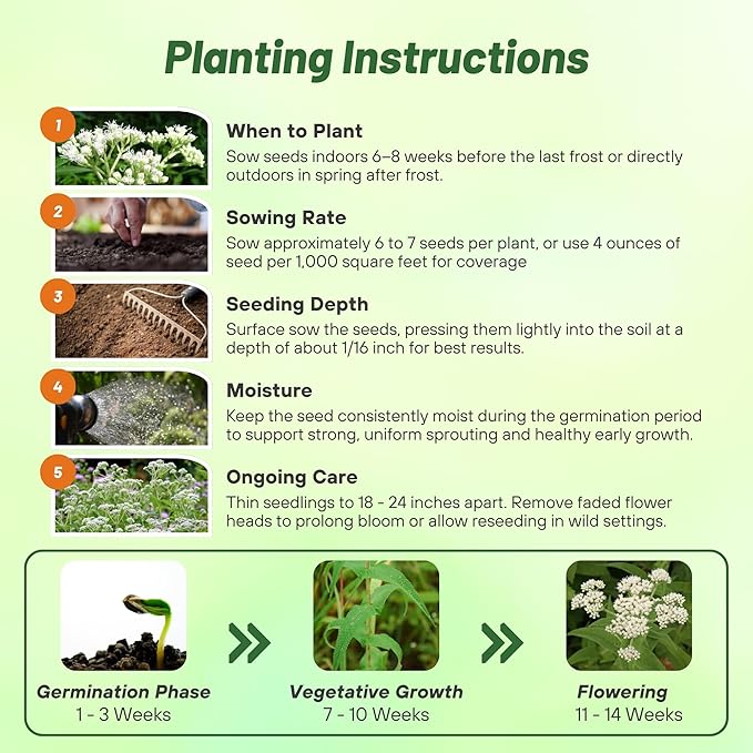 Outsidepride Boneset Eupatorium Seeds - 10000 Pcs Easy to Grow, Non-Invasive Perennial Flower Seeds for Planting for Pollinator Gardens, Flood Plains, Swamps, Bogs, or Stream Banks