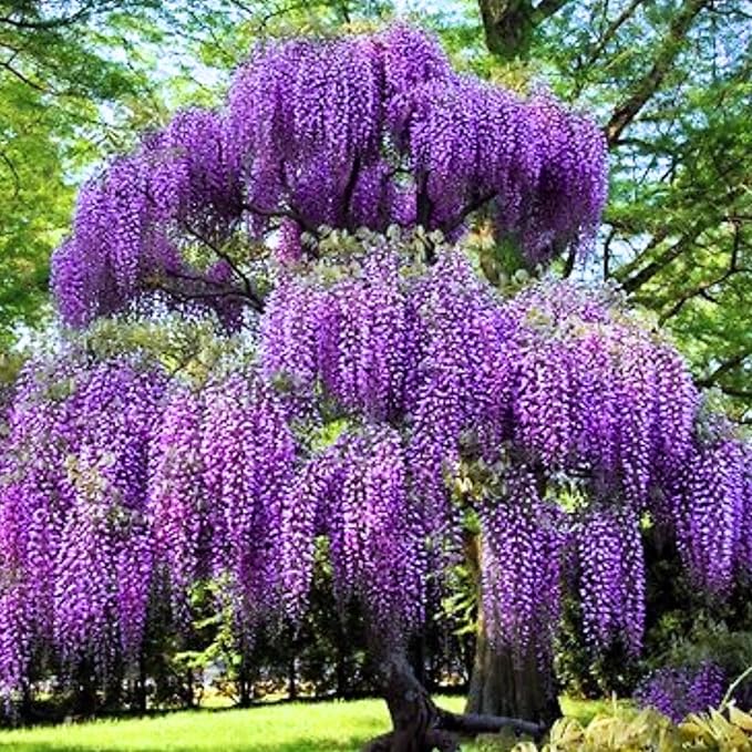 Purple Wisteria Tree Live Plant 6-12 Inc Height, Purple Wisteria Plant Live, Wisteria Vine Live Plant, Fragrant Flowers, in Pot