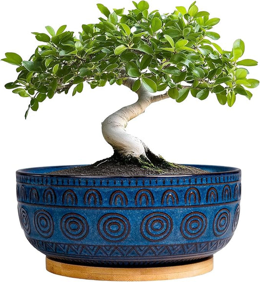 Bonsai Pots 8 Inch - Ceramic Succulent Pots for Indoor Plants, Shallow Round Planters with Drainage Hole and Saucer, Boho Bonsai Bowl, Home Decor, Blue