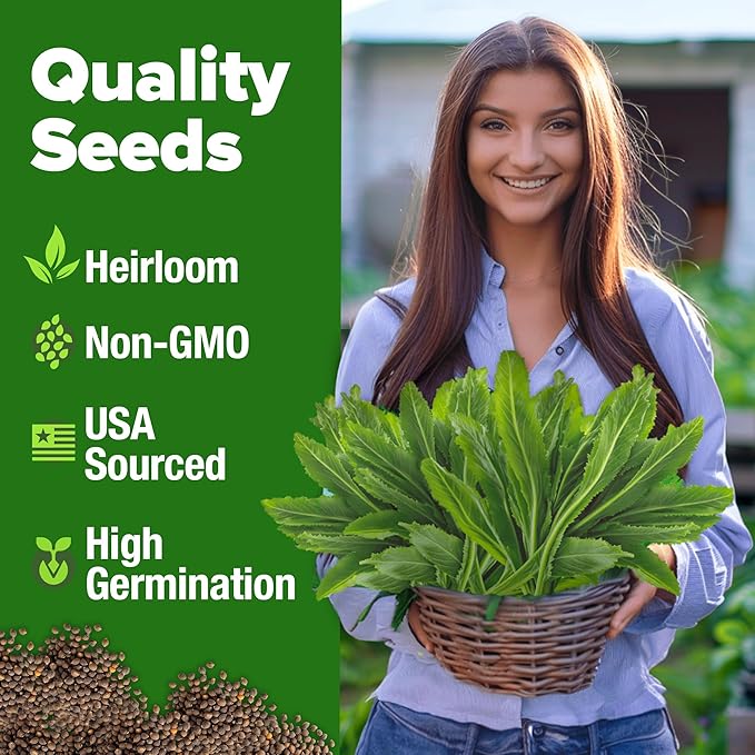 HOME GROWN Culantro Seeds 360 Herb Seeds for Planting Non-GMO Heirloom Variety, Robust Flavor, Thrives in Heat, Grows Indoors or Outdoors, Cilantro Substitute (Eryngium Foetidum)