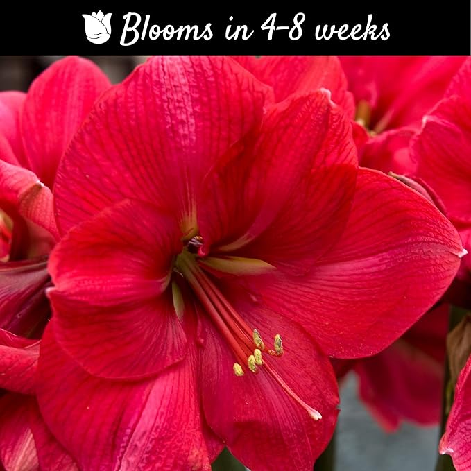 Easy to Grow Amaryllis Pink Surprise 1 Plant Bulb - Large Rich Pink Flowers Indoor Holiday & Outdoor Zones 9-11