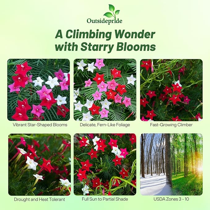 Outsidepride Mixed Cypress Vine Seeds - 200 Pcs Annual Flower Seeds with Nectar-Rich, Star-Shaped Flowers & Feathery, Fern-Like Leaves for Fences, Trellises, Pergolas & Vertical Gardens