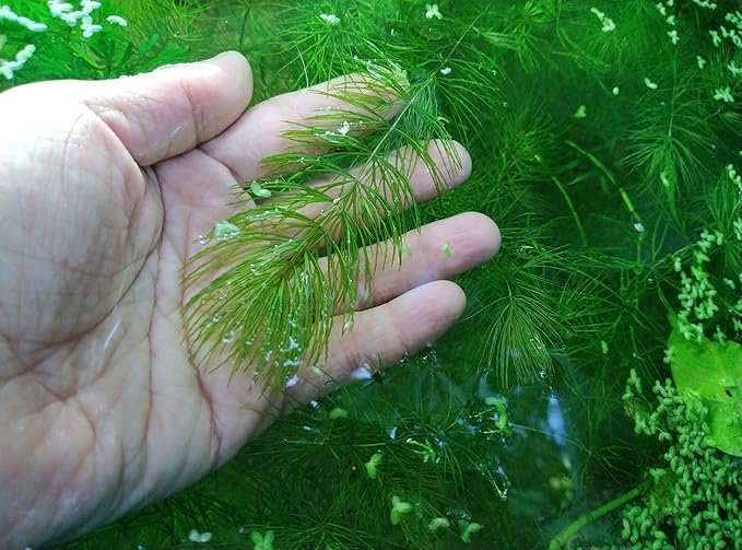 Live Hornwort Aquarium Plants, 4 Bunches with 3 Stems Each, 6-8 Inch Length, Freshwater Submerged Plants for Fish Ponds